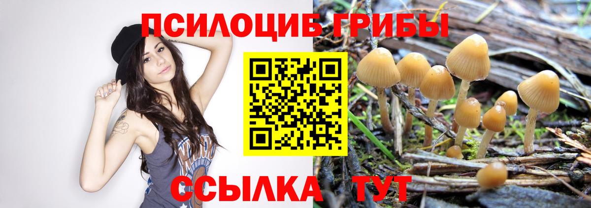 Псилоцибиновые грибы Psilocybine cubensis  Вход с VPN  где купить наркоту  Горно-Алтайск 